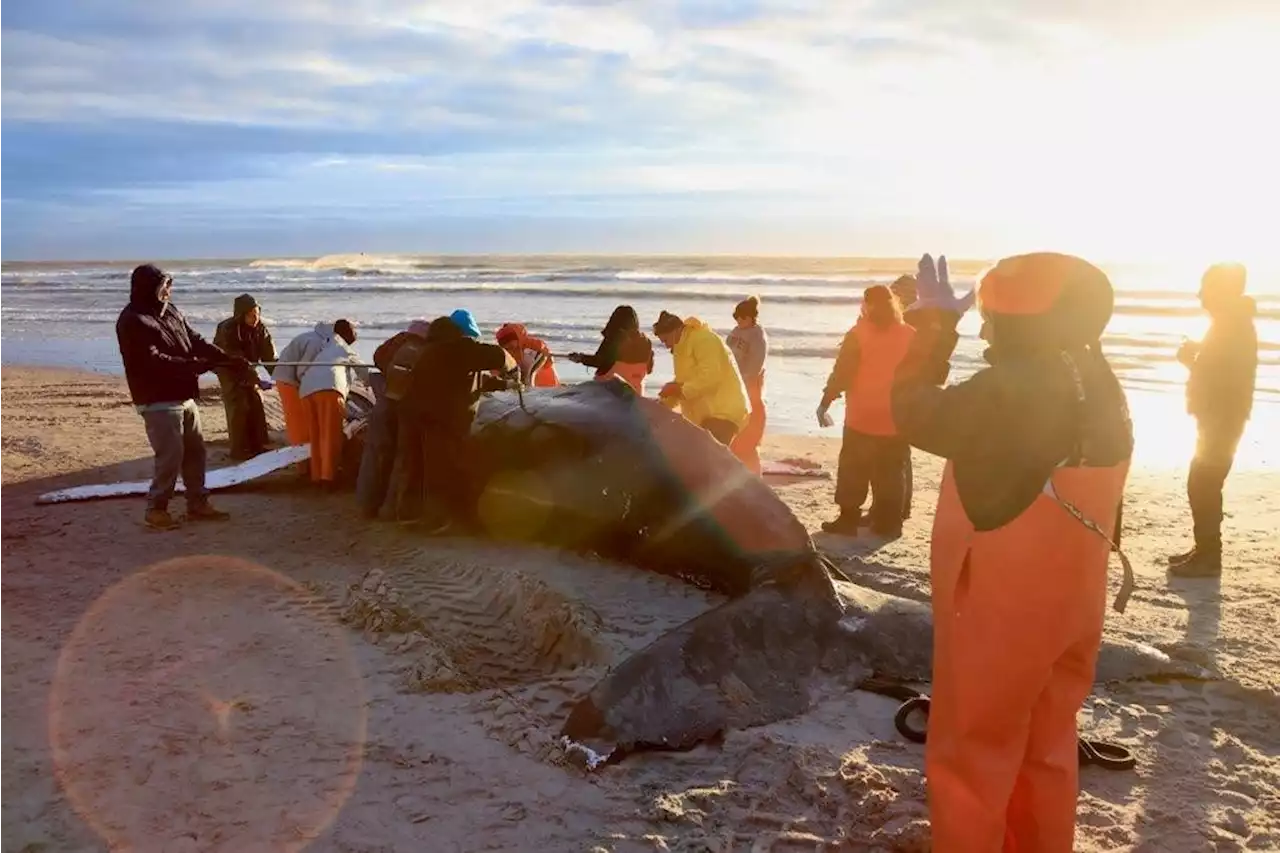 Whale That Washed Up on NJ Beach Likely Died From Vessel Strike