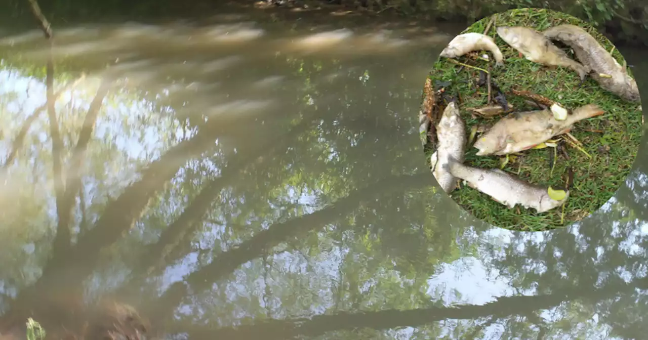 Anglian Water fined over £500,000 after raw sewage kills 5,000 fish in Northants