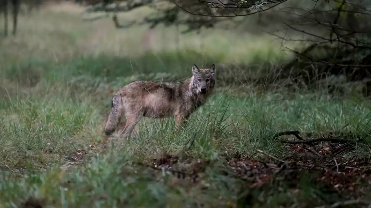 Zestien dode schapen gevonden in weiland bij boer in Friesland