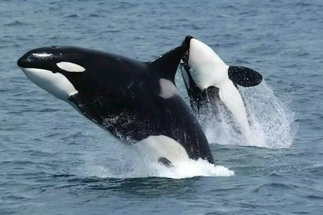 Encuentran papel higiénico y químicos en orcas en peligro de extinción - Pulzo