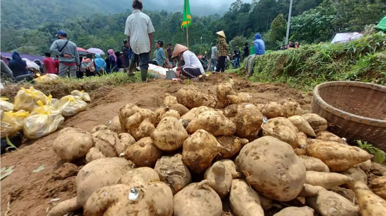 Mengenal Telo Mangul Khas Sepakung, Bercita Rasa Khas, Belinya Harus Inden |Republika Online