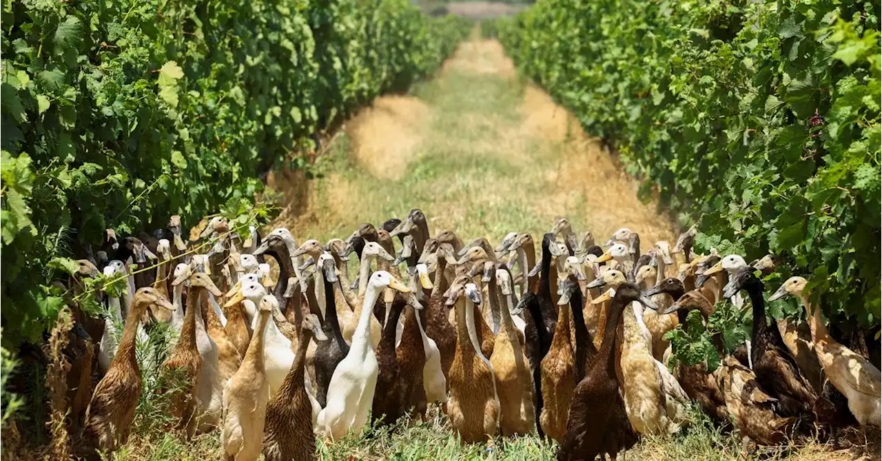 Army of pest-munching ducks keep South African vineyard blooming