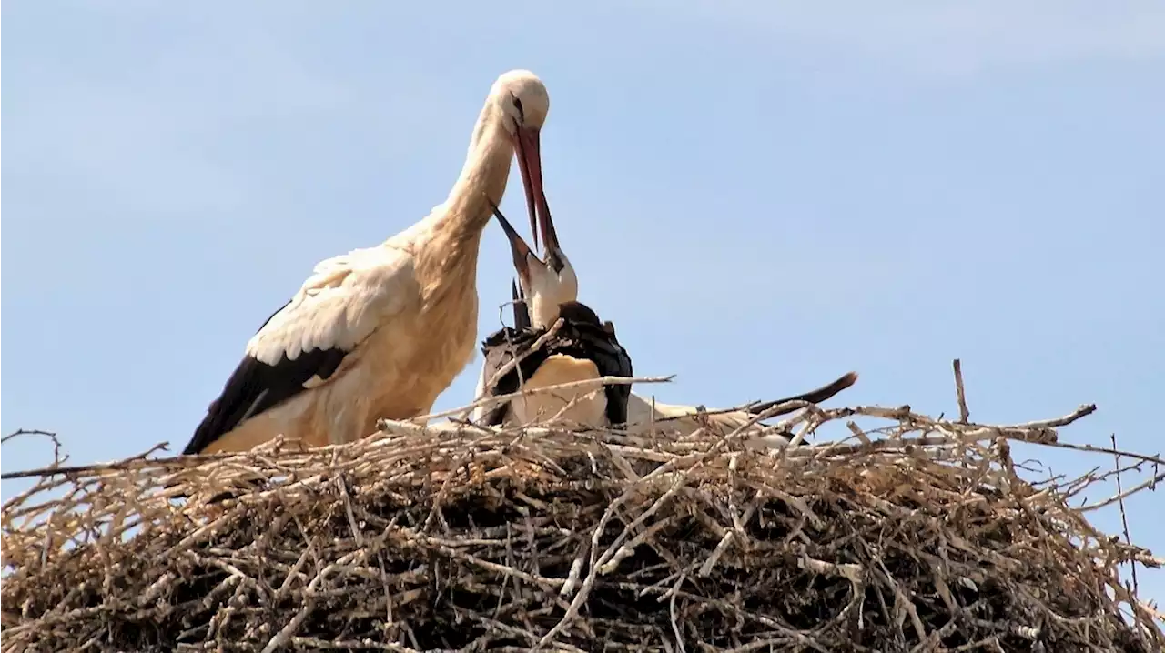 Minder ooievaars geteld in Drenthe, vogelgriep een van de oorzaken