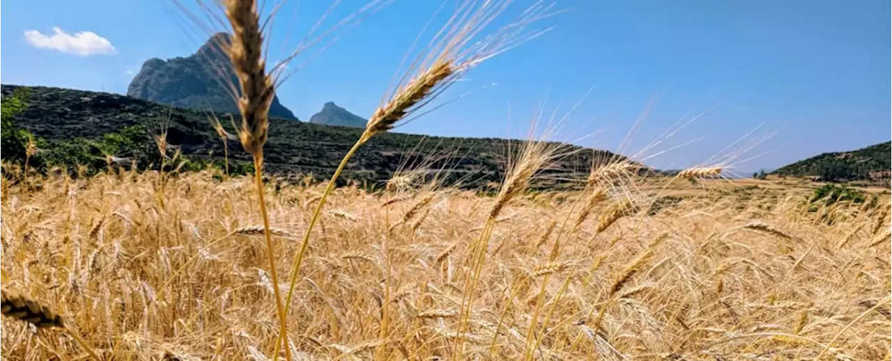 Fluke Discovery of Ancient Farming Technique Could Stabilize Crop Yields