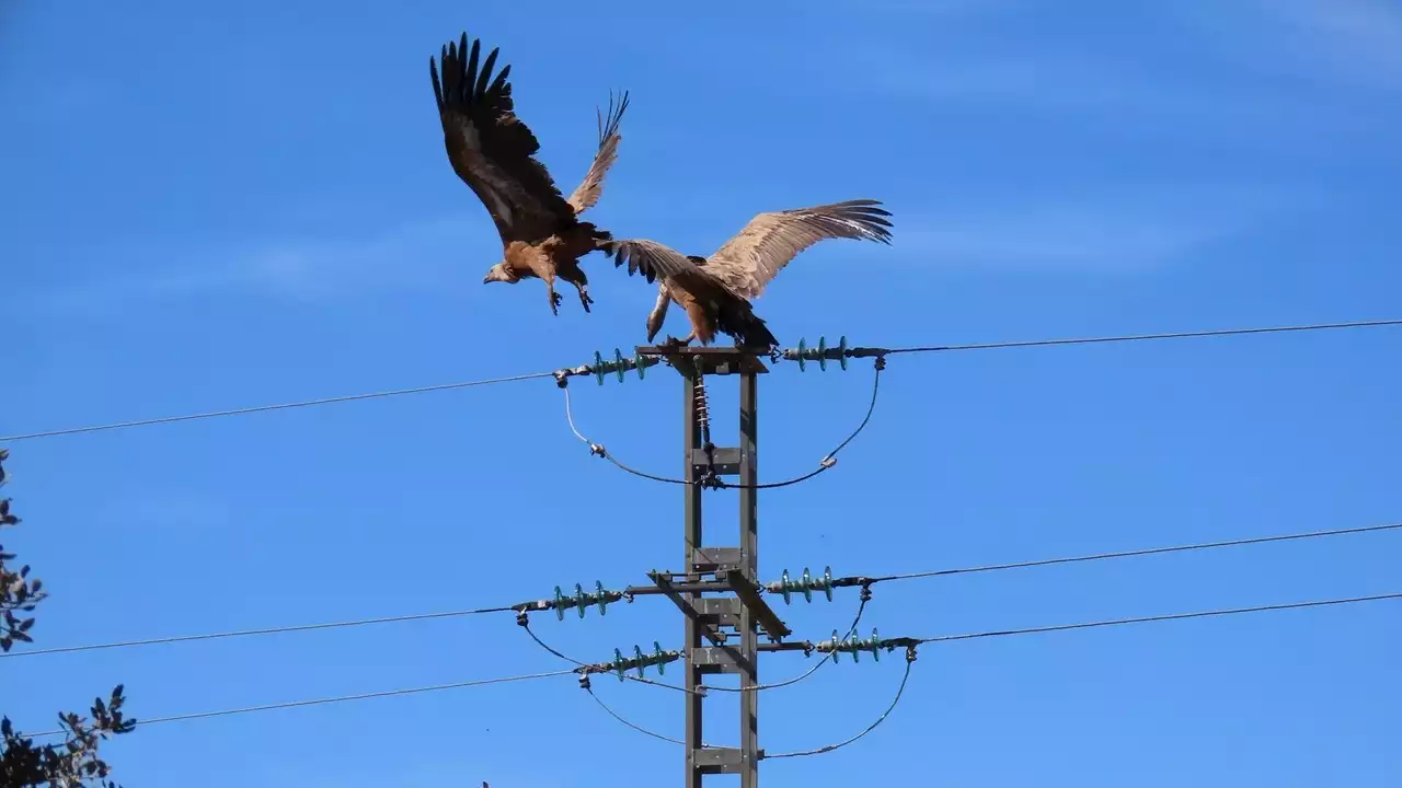 Multa de 69.000 euros a una compañía eléctrica por electrocutar a un buitre leonado en Valencia