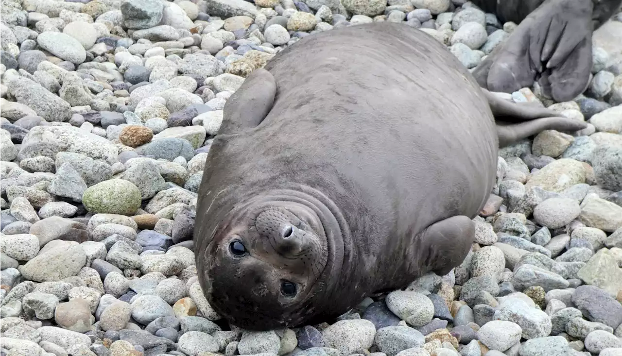 Elephant seal pup deaths surge in stormy Bay Area