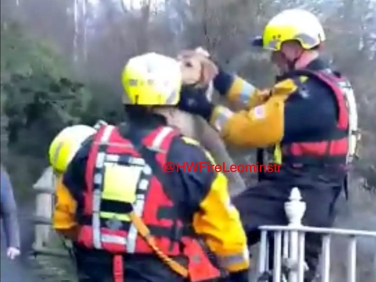 Firefighters' dramatic river rescue of dog prompts flood safety warning to owners