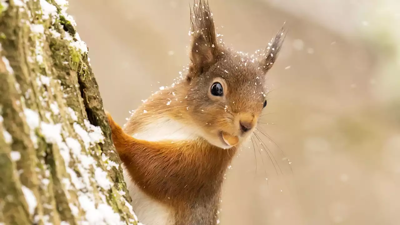 Emergency action over squirrelpox outbreak in Johnsfield near Lockerbie