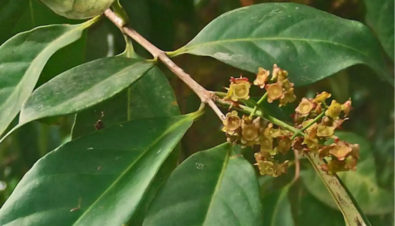 Mengapa Daun Salam Jadi Obat Herbal Untuk Atasi Asam Urat?