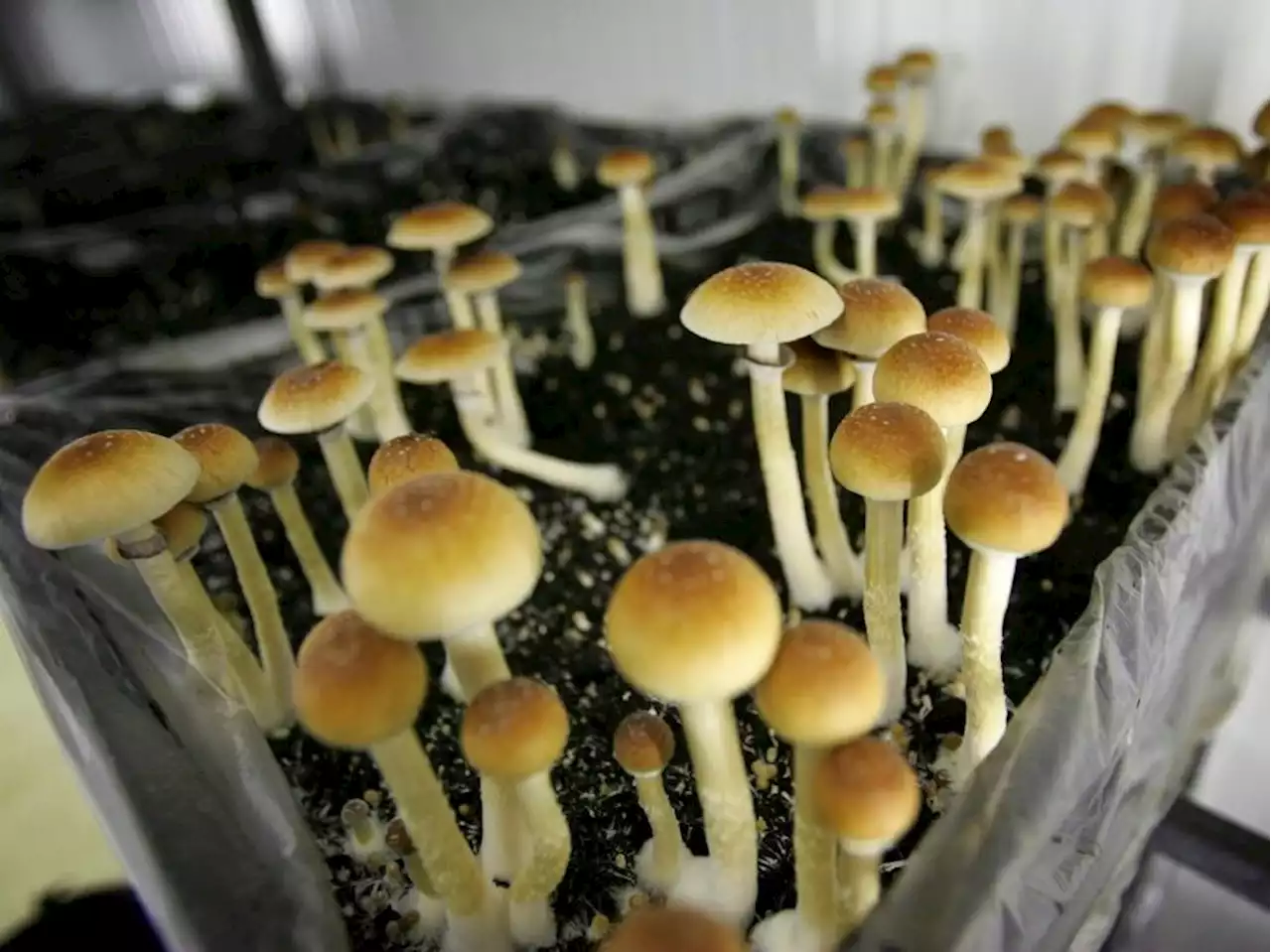 Exclusive: Health Canada 'acting in bad faith' when it comes to psilocybin exemptions, argues advocacy group