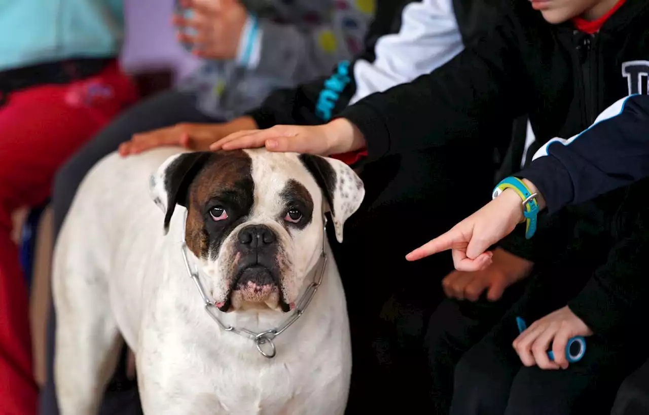 L’Assemblée interdit les colliers de dressage sur les chiens et les chats