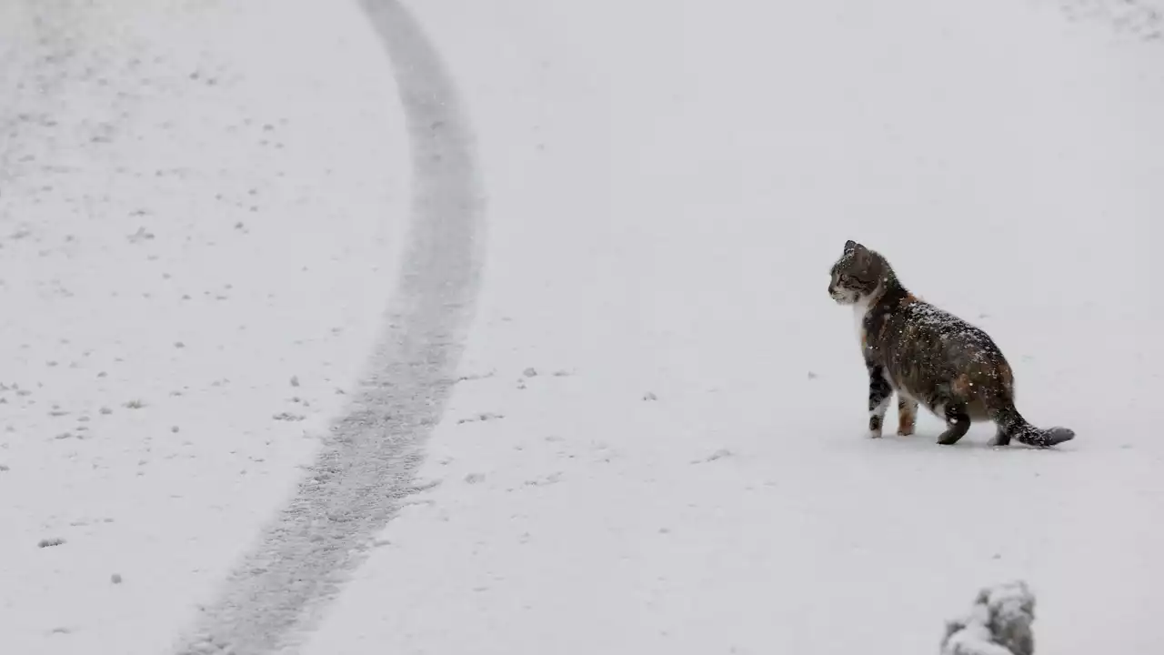 Comienza a nevar en Galicia: la cota irá bajando hasta situarse en los 300 metros