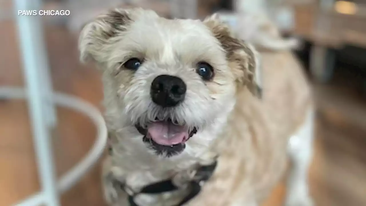 PAWS Chicago honoring Betty White with 2-day senior pet adoption event