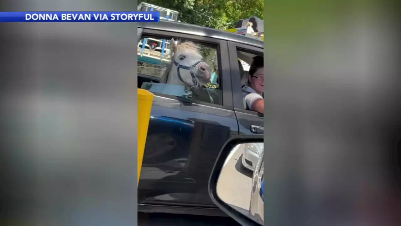 Horse spotted waiting patiently in car at Australia drive-thru for McDonald's ice cream