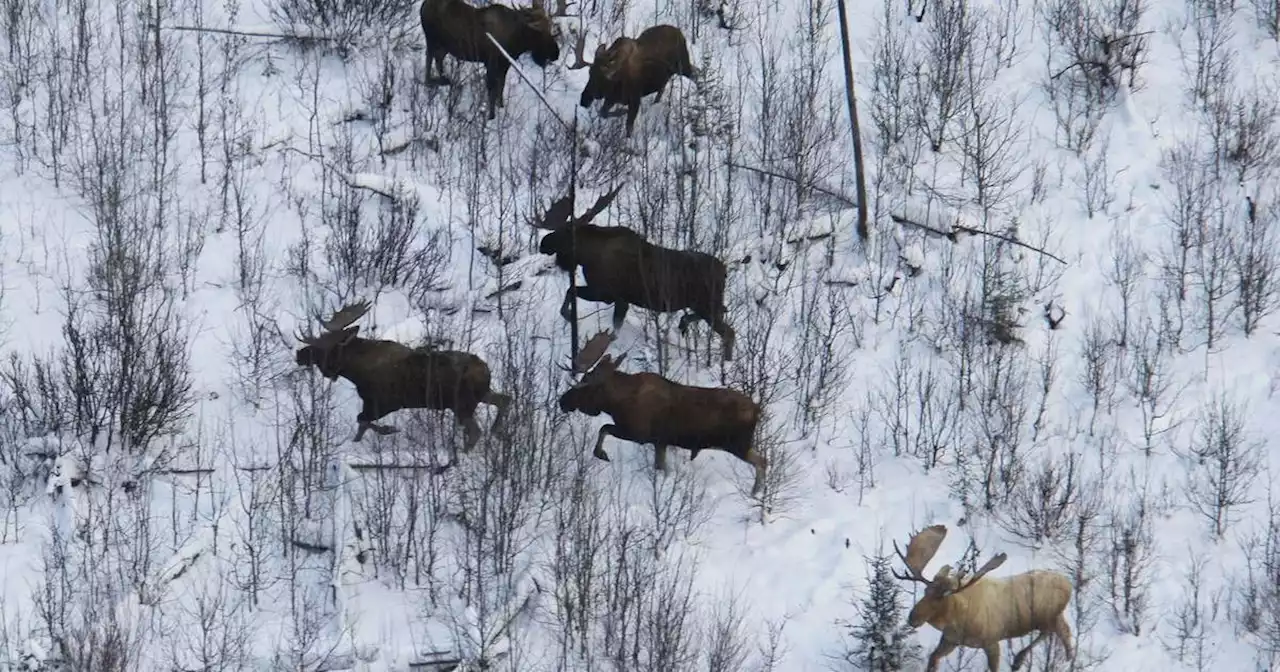 Rare ‘ghost’ moose seen by Fish and Game team surveying Interior Alaska from plane