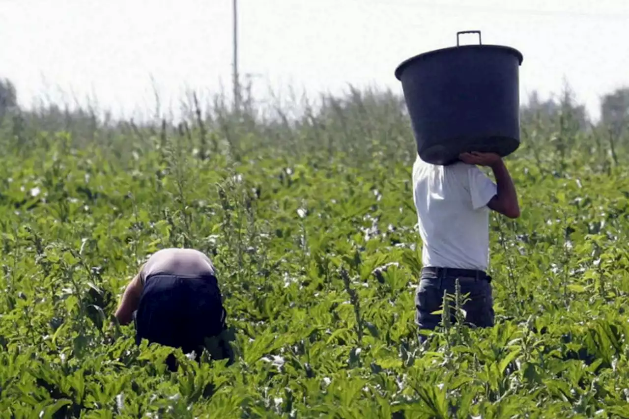 Caporalato, scoperti 10 braccianti sfruttati a 5 euro l'ora in vigneti di Ravenna