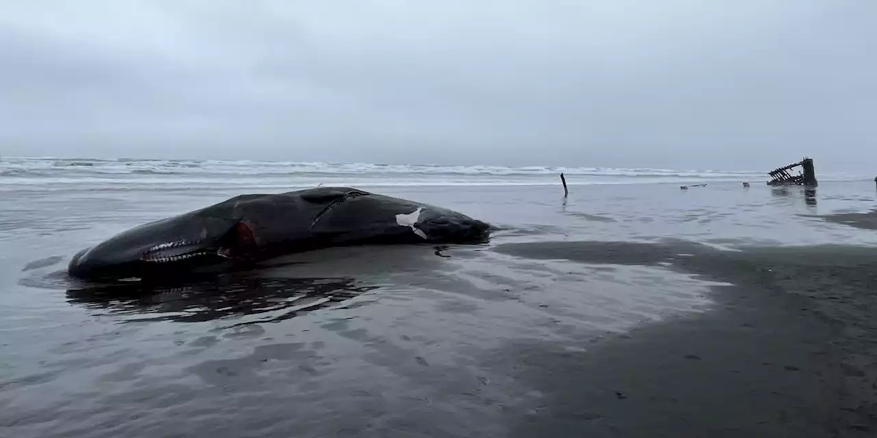 GRAPHIC: Sperm whale carcass washes ashore in Oregon