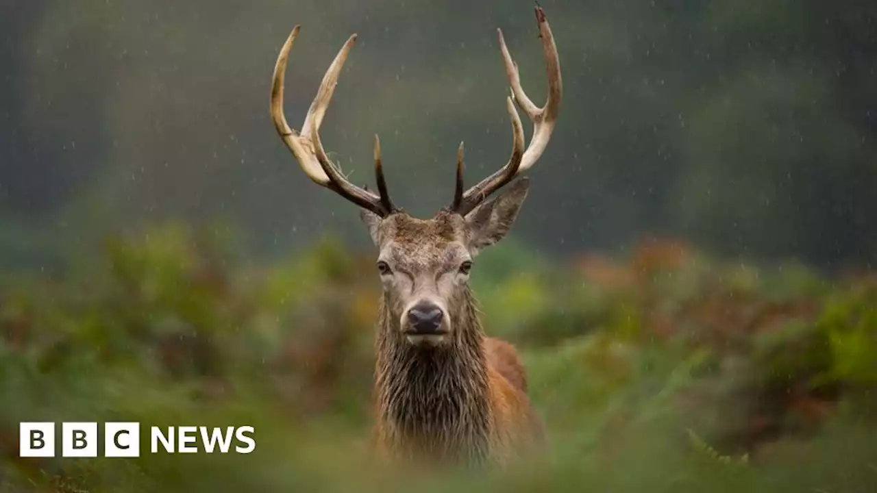 Red deer culled after damaging protected habitats