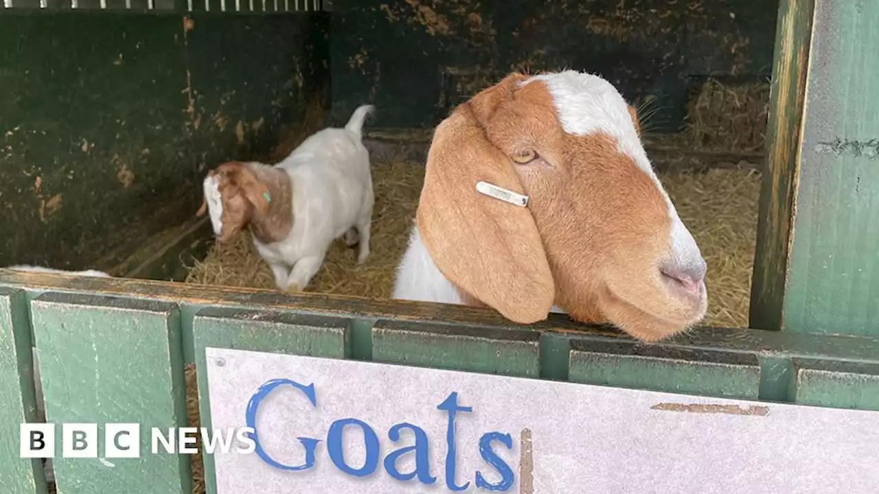 Gorgie Farm: Animals move out of urban farm as it closes doors