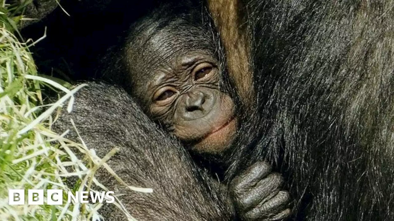 Twycross Zoo celebrates birthday of first UK bonobo since 2019