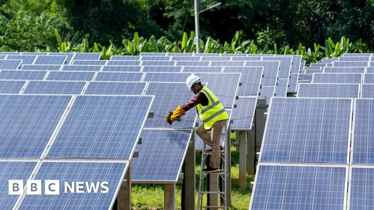 Welsh 'Amazon forest' at risk from solar farm plan - campaigners