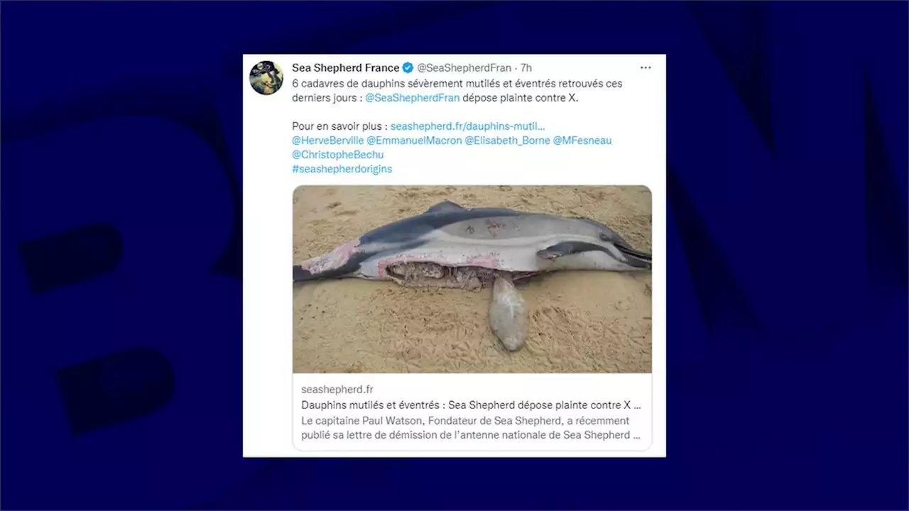 Six dauphins mutilés et éventrés sur le littoral Atlantique, Sea Shepherd porte plainte contre X