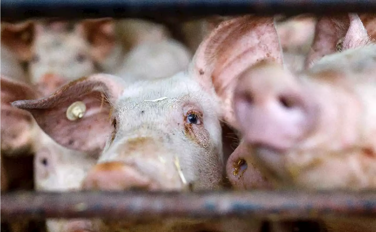 Schweine­züchter vor Milliarden-Börsengang in Zürich | Börsen-Zeitung