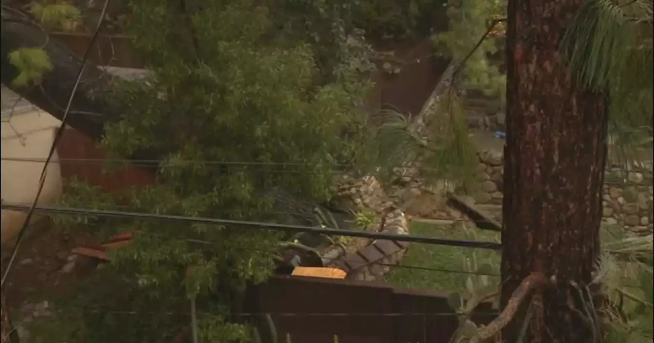 Large tree threatens houses in Sierra Madre neighborhood