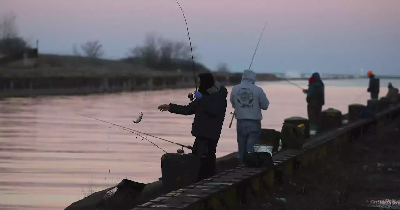 Freshwater fish are significantly more contaminated with toxic forever chemicals than saltwater fish and shellfish, analysis shows