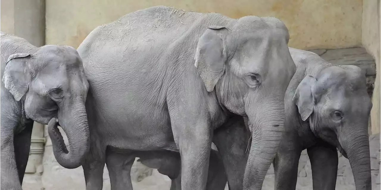 Sie geht ständig vor und zurück: Verhaltensgestörte Elefantenkuh im Hamburger Zoo alarmiert Tierschützer