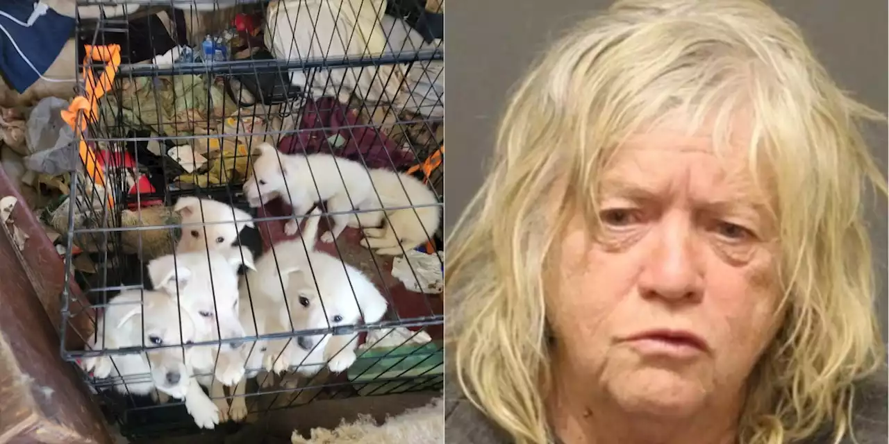 Woman charged with animal cruelty after 43 dogs found neglected, locked up in home, sheriff says