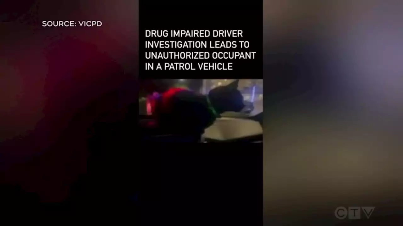 Cat set free 'without charge' after entering VicPD vehicle during impaired-driving investigation