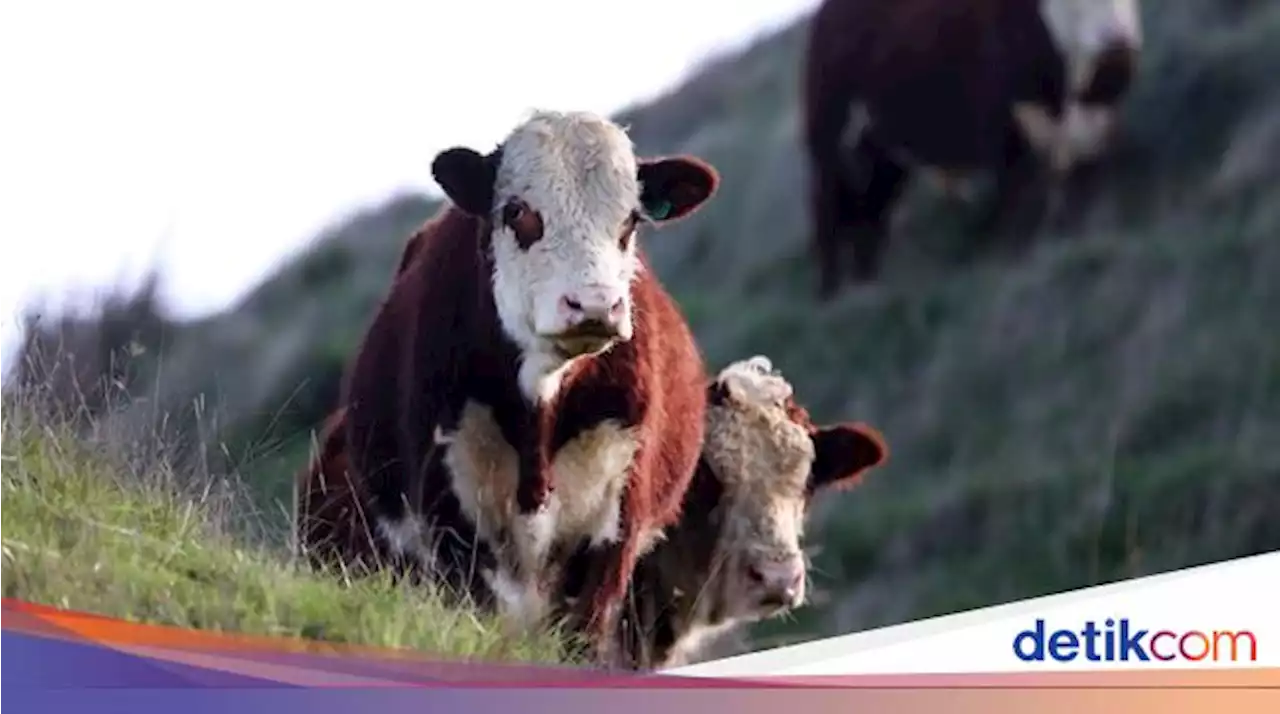 Sapi Hasil Kloning Pertama Rusia Sukses Melahirkan