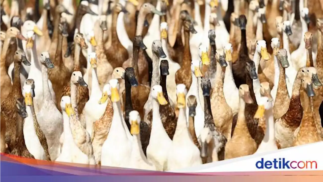 Aksi Kawanan Bebek Pembasmi Hama di Kebun Anggur Afrika Selatan