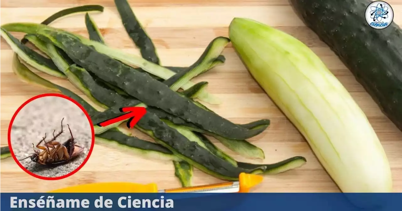 La mejor manera de aprovechar las cáscaras de pepino: deshazte de las plagas