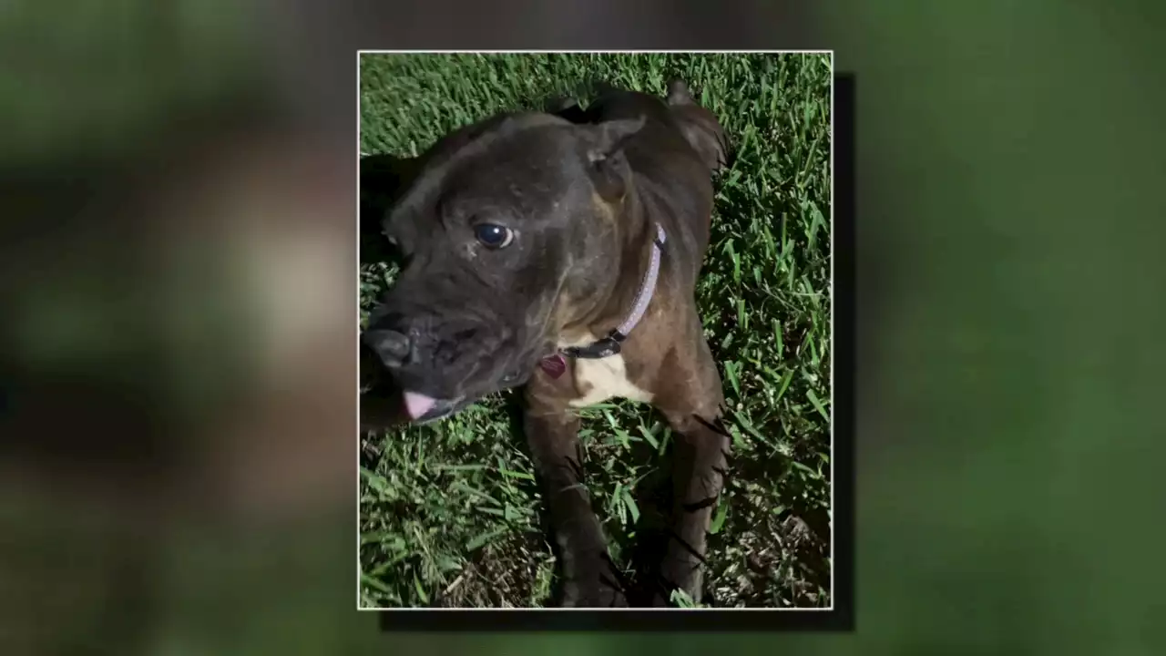 NEIGHBORHOOD ON EDGE: Unhinged dogs terrorizing Atascocita neighborhood