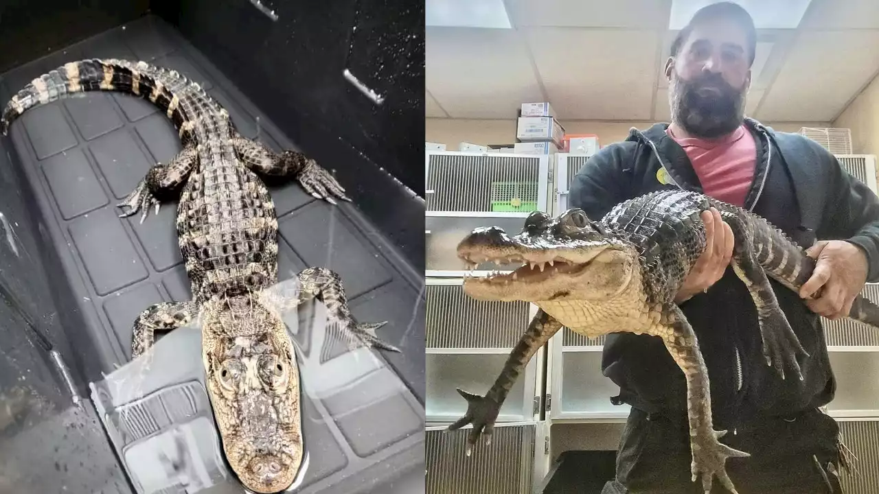 Alligator found abandoned in New Jersey