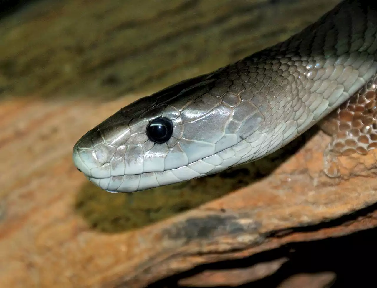 African schoolgirl dies less than 30 minutes after being bitten by black mamba in class: report