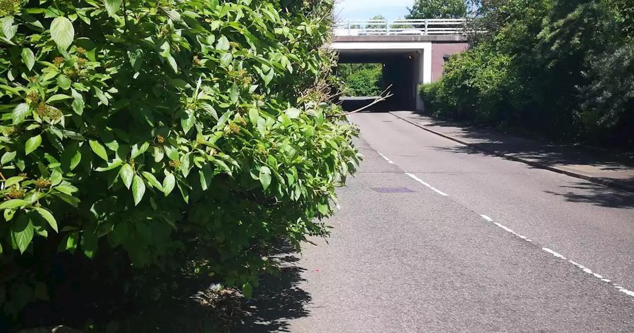 Driver sends bill to fertility clinic after overgrown hedge 'damages' campervan