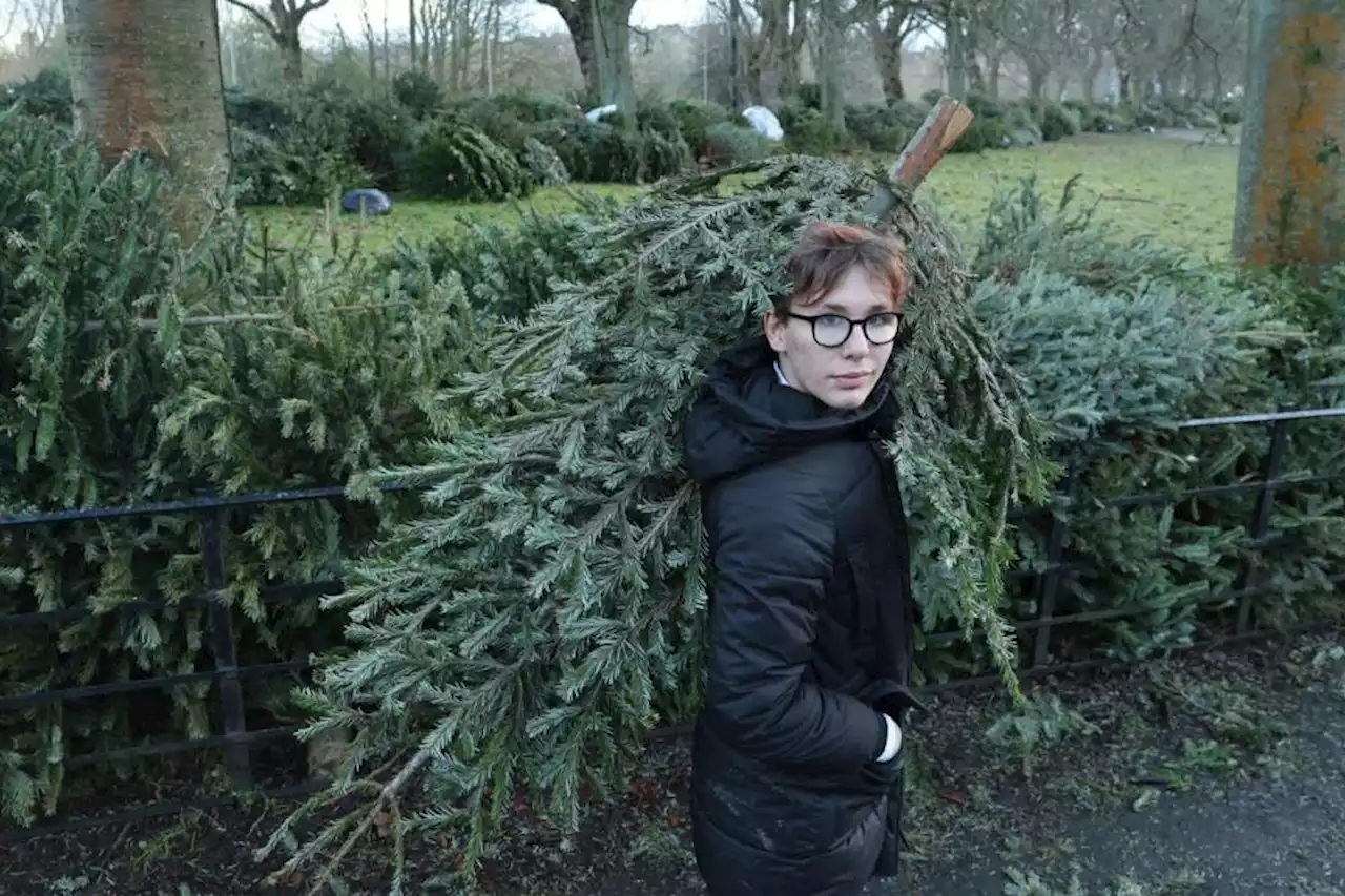 Teenager helps local community by recycling Christmas trees