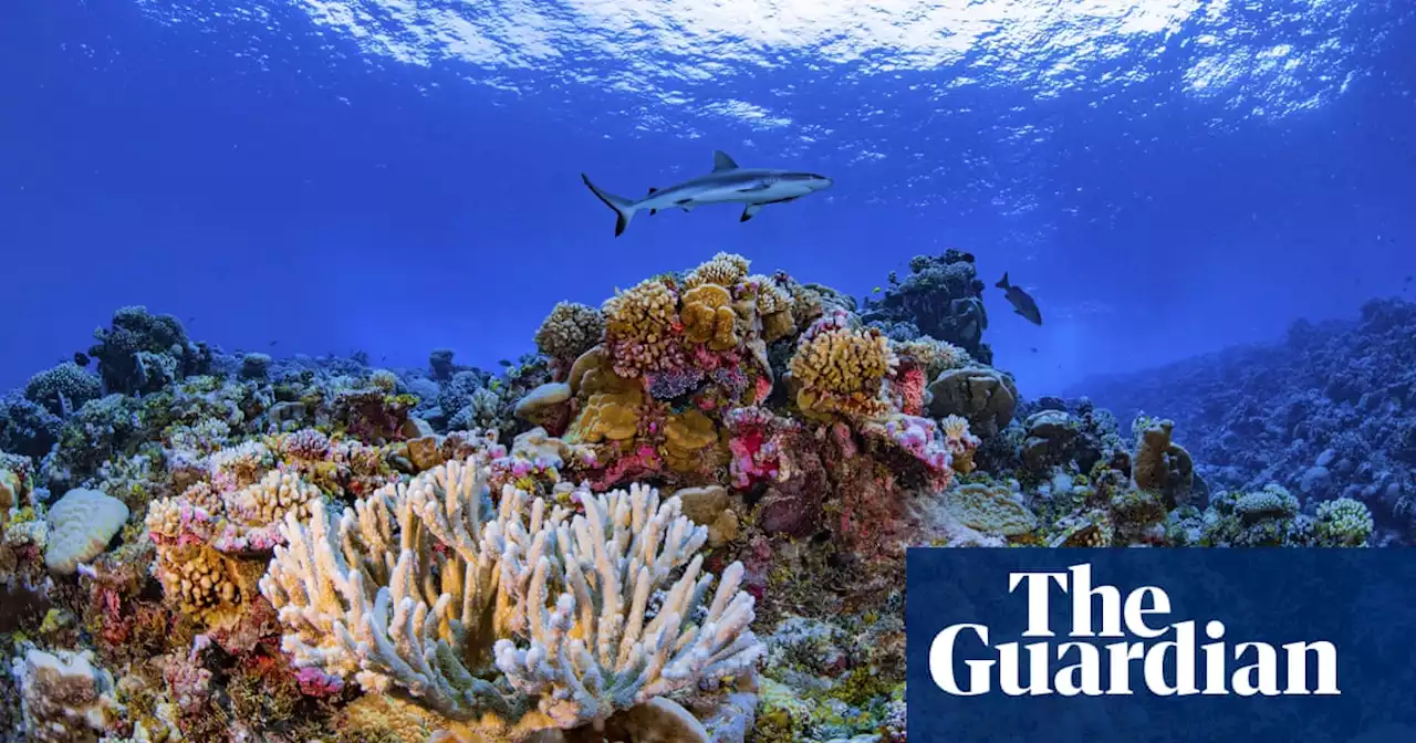 ‘Extinction crisis’ of sharks and rays to have devastating effect on other species, study finds