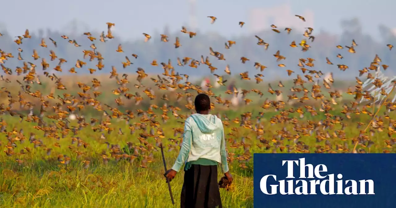 Kenya declares war on millions of birds after they raid crops