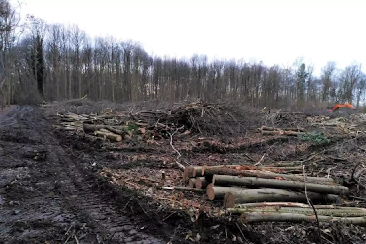 Ongeloof nadat halve hectare bos langs E17 gekapt wordt “uit geldgewin”