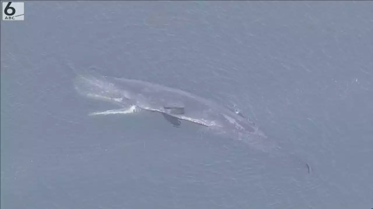 松井市長「海から来たクジラは海へかえす」クジラの死骸を沖合で沈める方針固める - トピックス｜Infoseekニュース