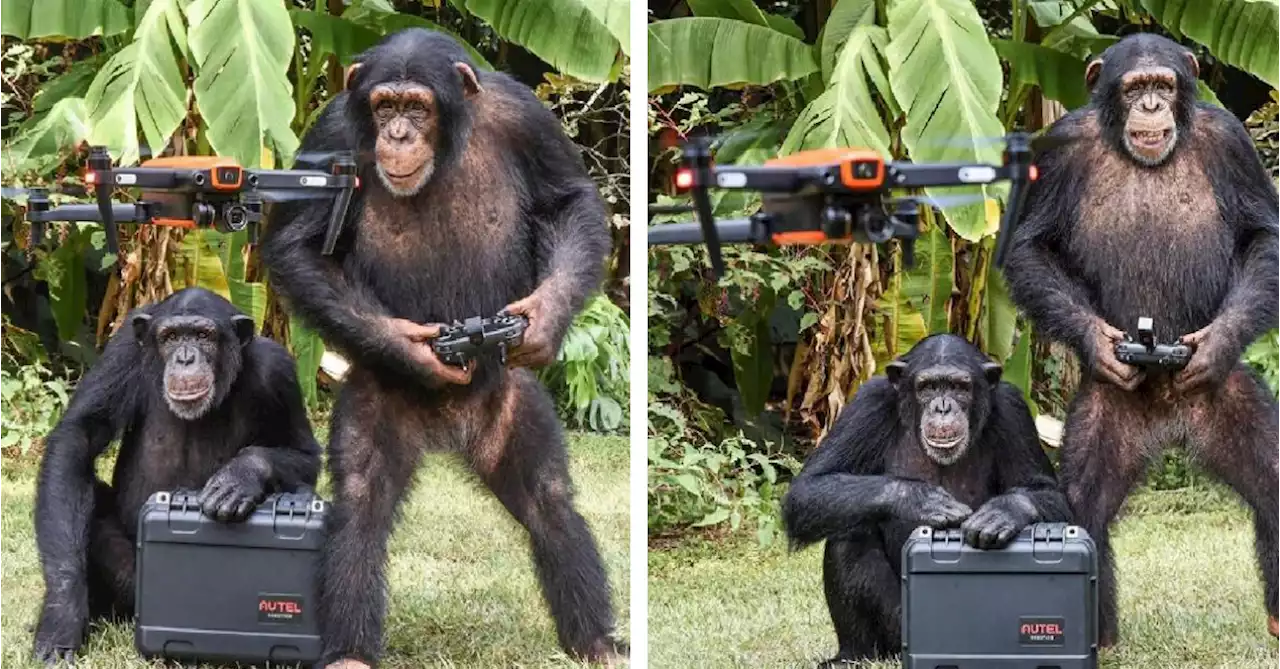 Apes Spotted Flying Drone and Smiling