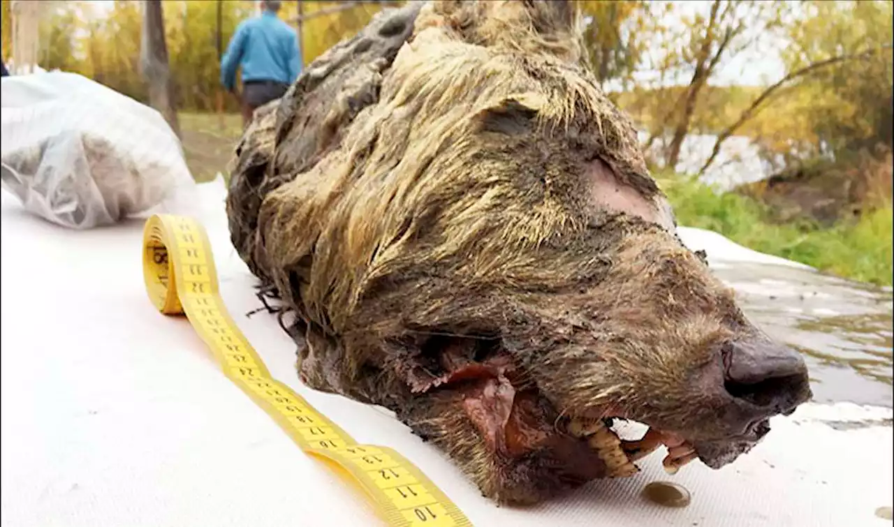 Climate Change Reveals 40,000 Year Old Wolf Head in Siberia