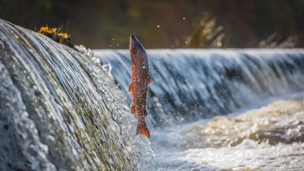 Forever chemicals: Freshwater fish study shows their surprising scale