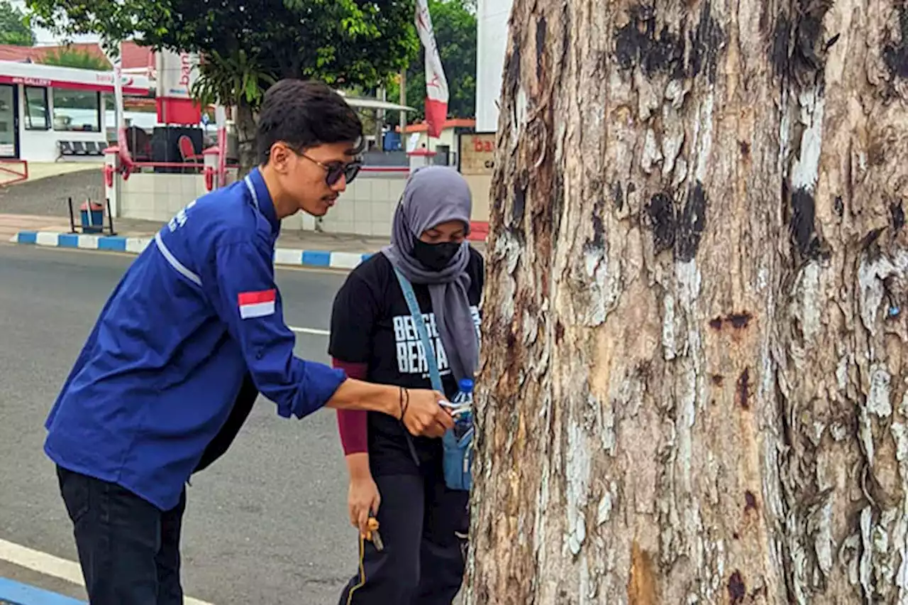 Aksi Anak Muda Kota Pasuruan Cabut Paku dan Kawat di Pepohonan Tepi Jalan