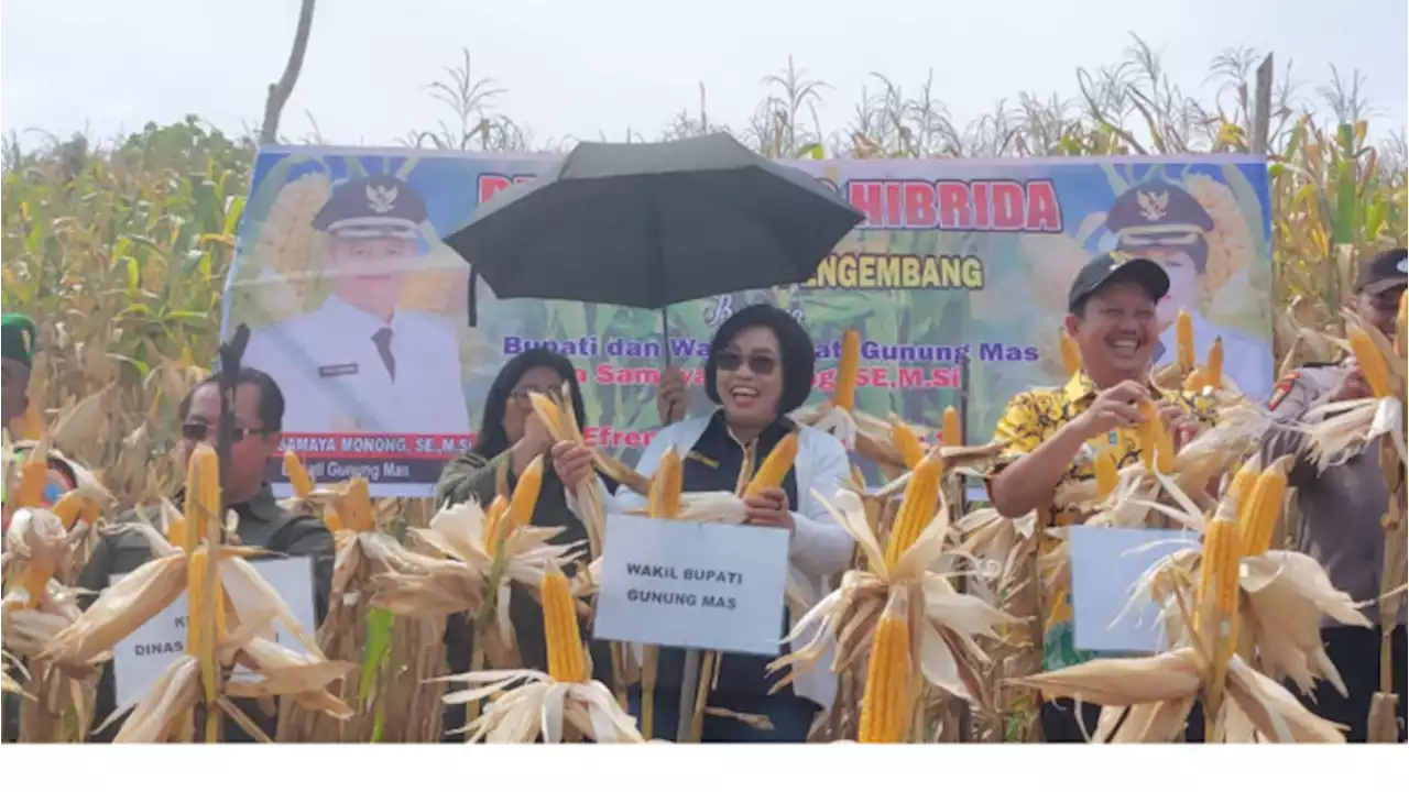 Jagung Hibrida Jadi Komoditas Dikembangkan 2023