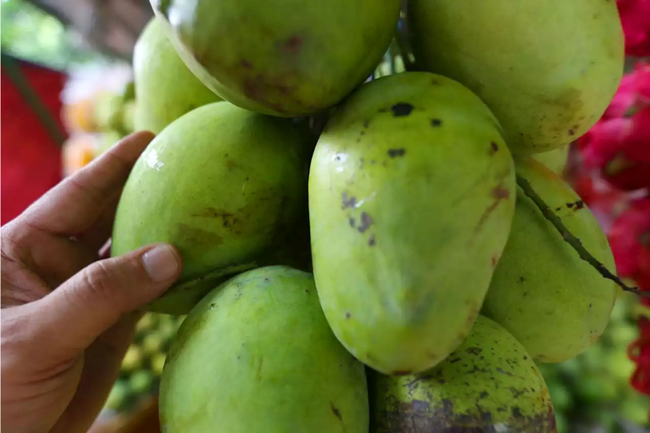 6 Manfaat Mangga Muda, Bikin Penyakit Kronis Ini Kabur